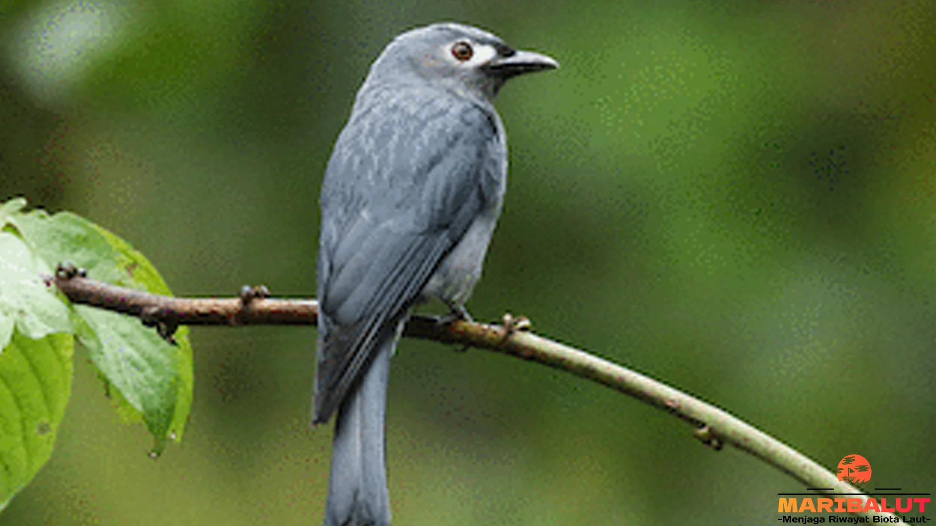 Hewan Srigunting Kelabu Punya 5 Karakteristik Menarik Perlu Diketahui