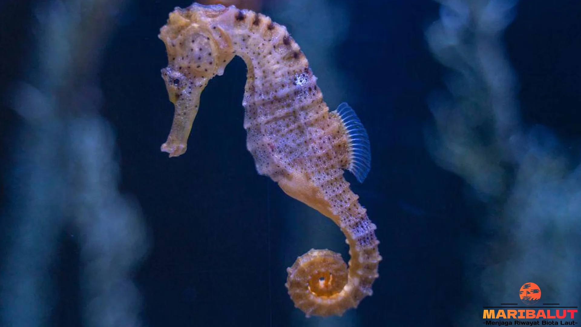 Hewan Kuda Laut Memiliki 5 Adaptasi Mencengangkan Untuk Hidup