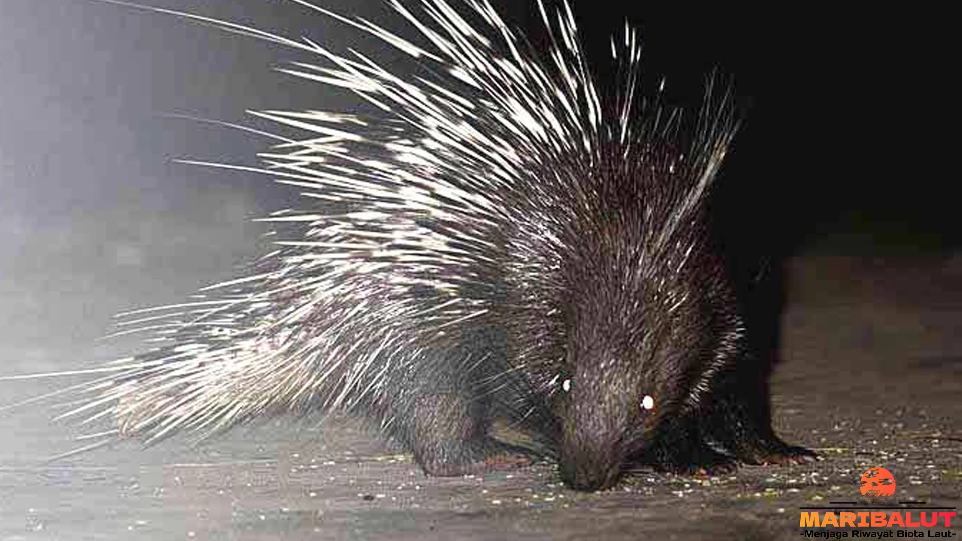 5 Interaksi Landak Dengan Lingkungan Yang Membuat Mereka Adaptif 2 5 Interaksi Landak Dengan Lingkungan Yang Membuat Mereka Adaptif