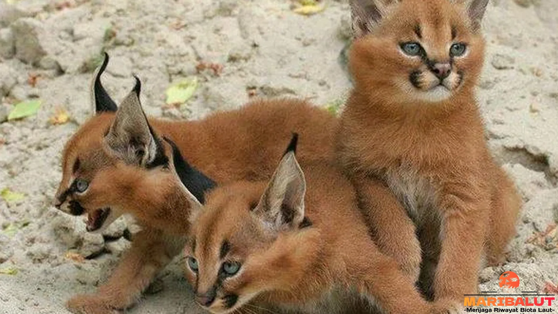 Hewan Caracal 5 Hal Penting Tentang Adaptasi Dan Kemampuan Berburu