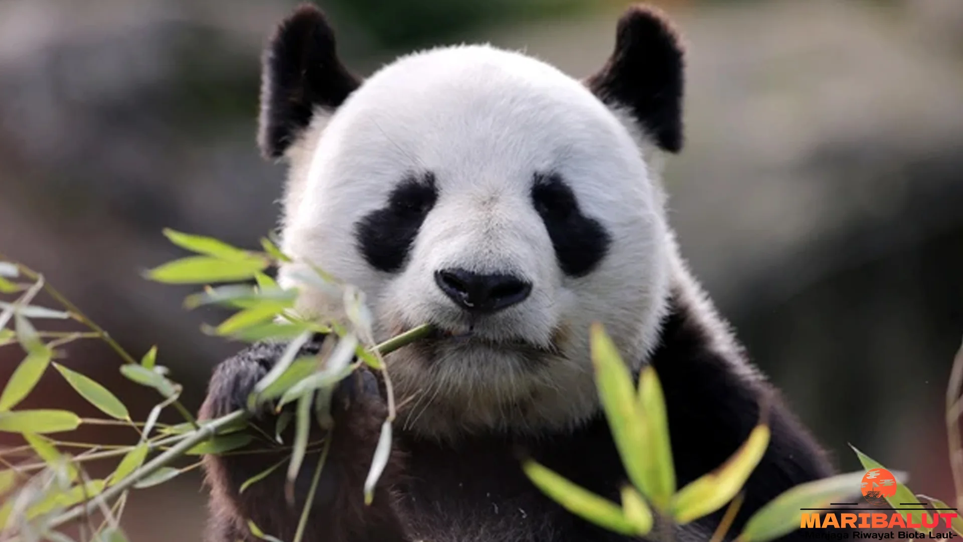 Bukti Hewan Panda 4 Keunikan Tubuh dan Gerakannya di Alam Liar