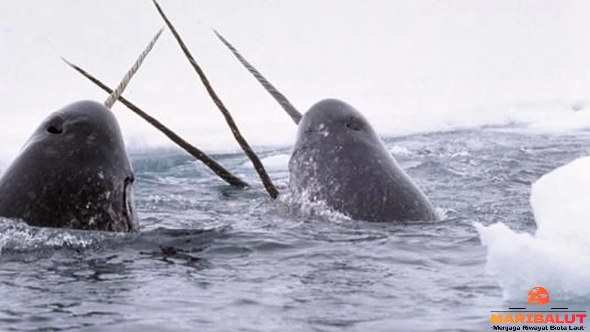 5 Hal Menarik Tentang Paus Bertanduk Yang Perlu Diketahui Semua