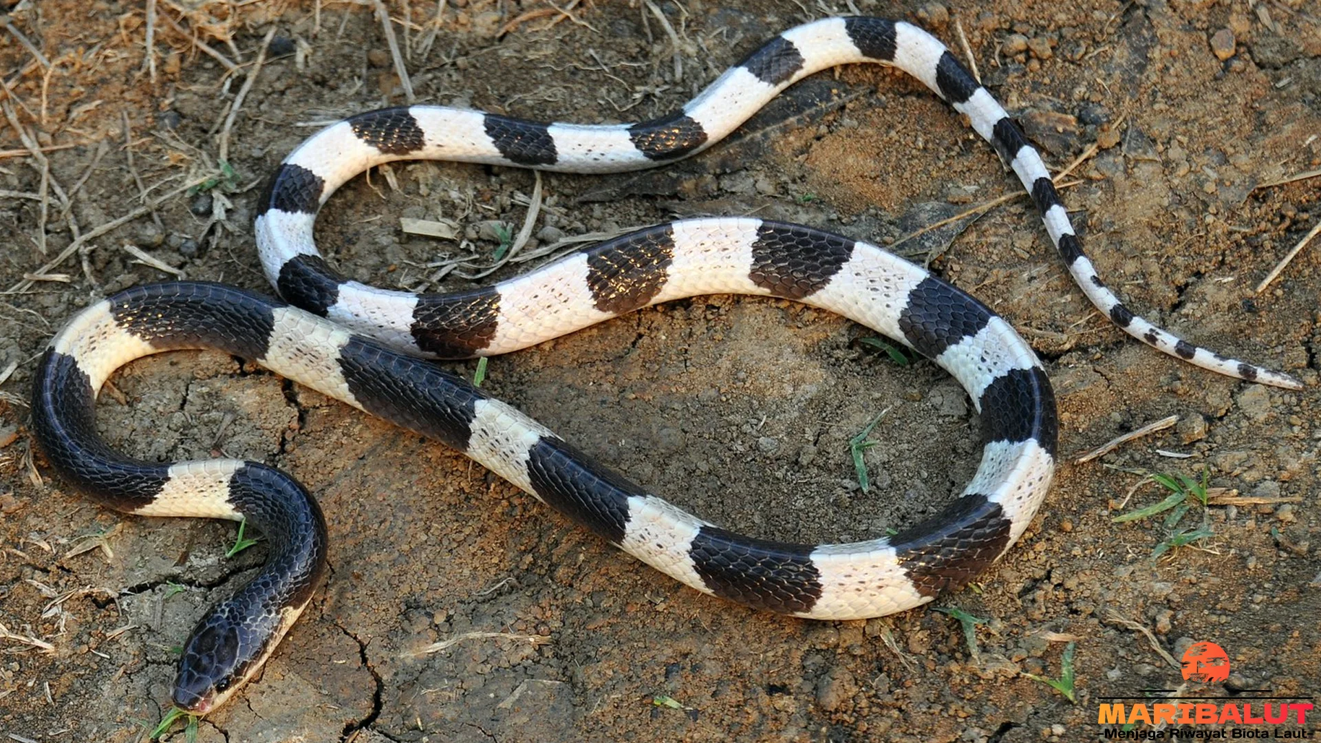 Panduan Ular Weling 5 Pola Perilaku dan Strategi Bertahan
