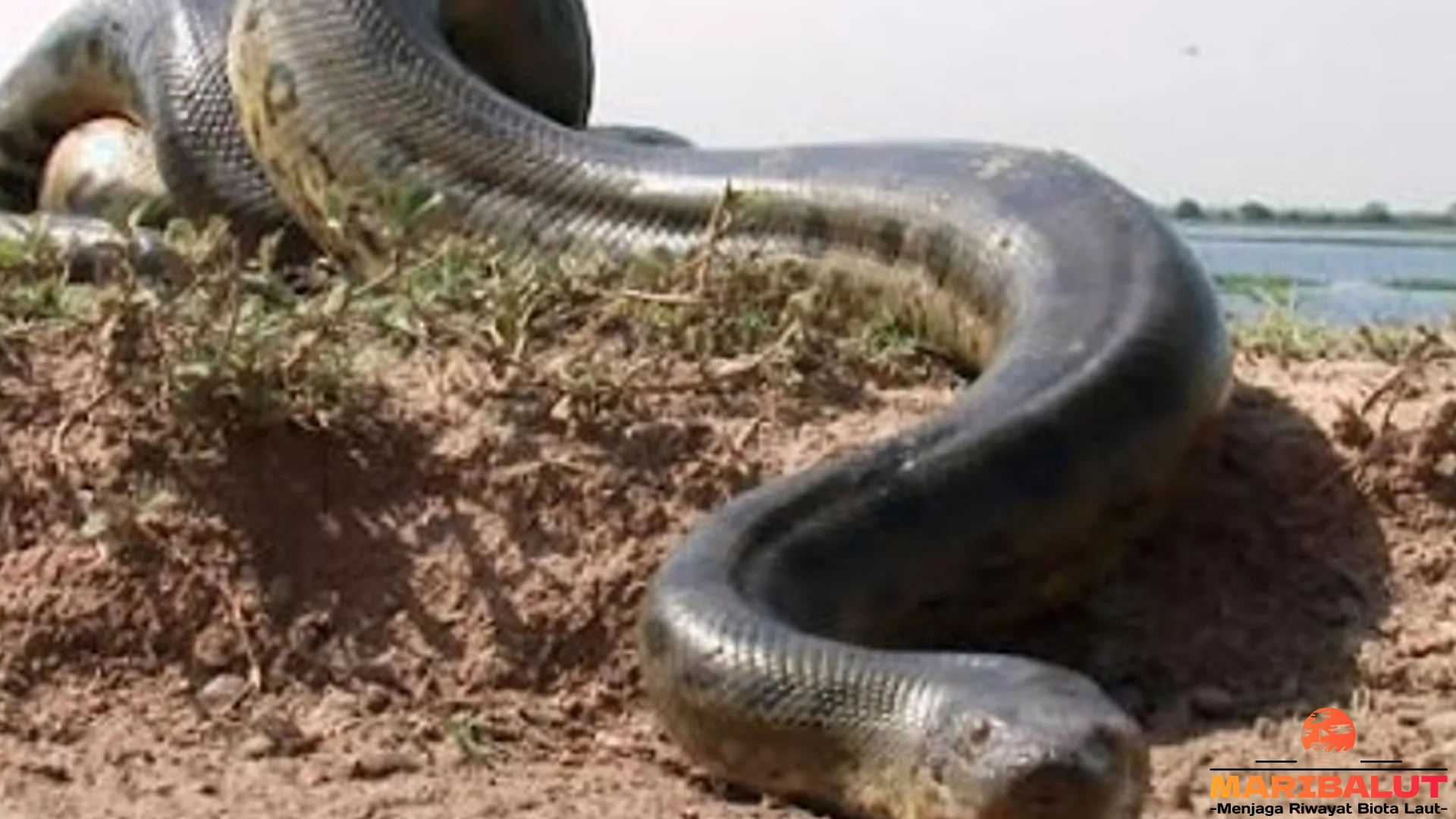 5 Bukti Titanoboa Jadi Ular Purba Paling Mempesona Dunia