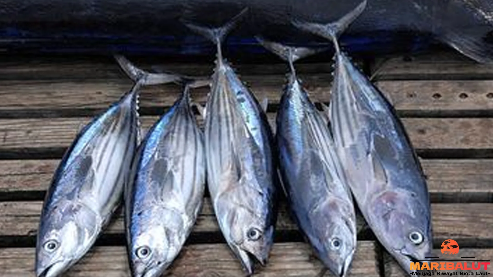 5 Bukti Hewan Ikan Cakalang yang Membuat Peneliti Terpesona 2 5 Bukti Hewan Ikan Cakalang yang Membuat Peneliti Terpesona