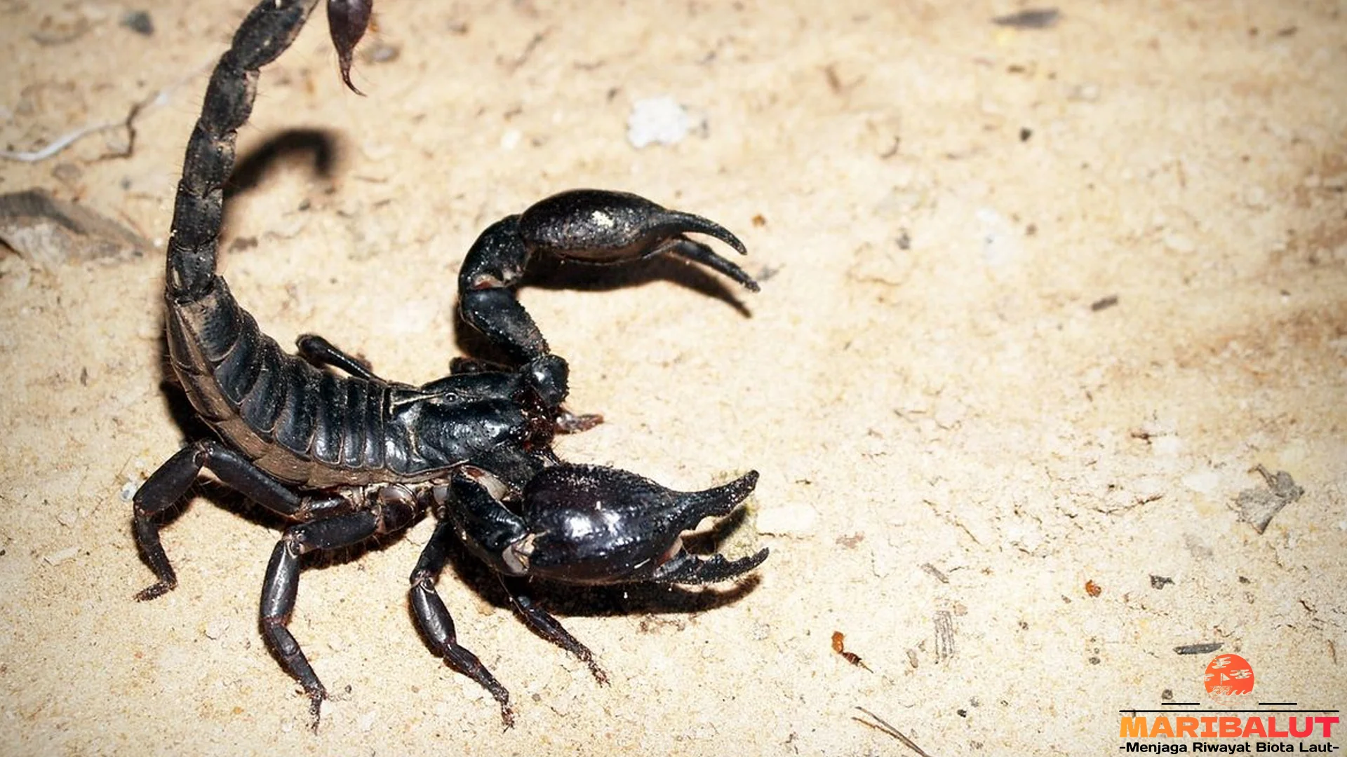 5 Langkah Kalajengking Bertahan di Lingkungan yang Ekstrem