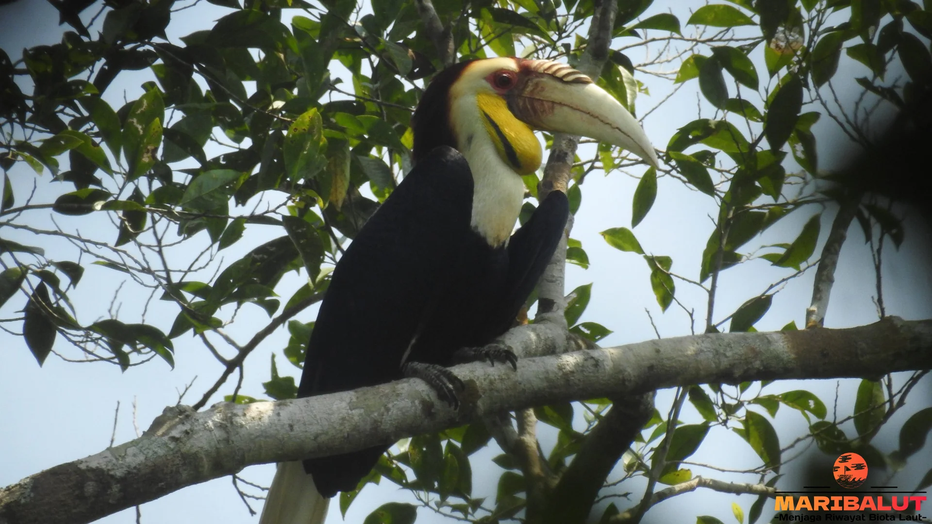 Hewan Burung Julang Emas Ungkap 5 Cara Hidup Menarik