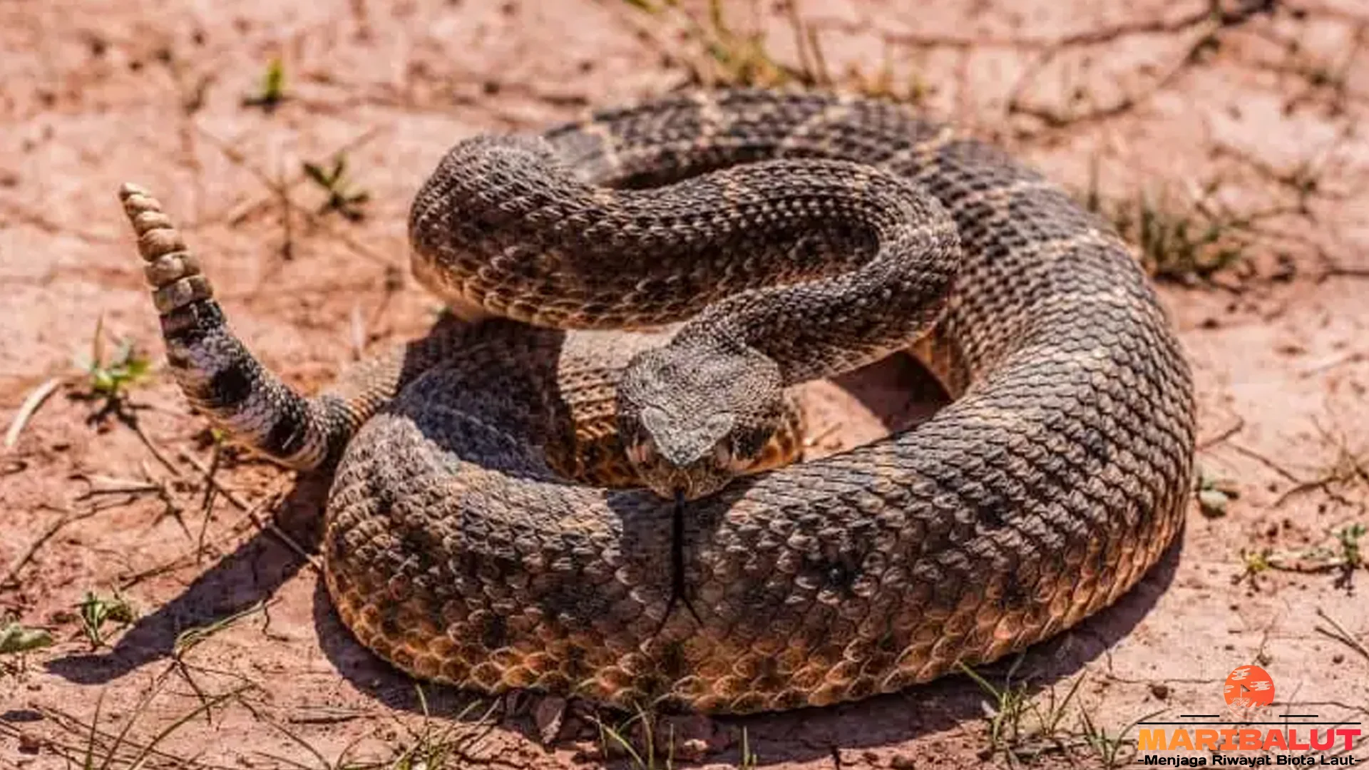 Eksplorasi Ular Derik dan 5 Hal Menarik dari Kehidupan Alam Liar