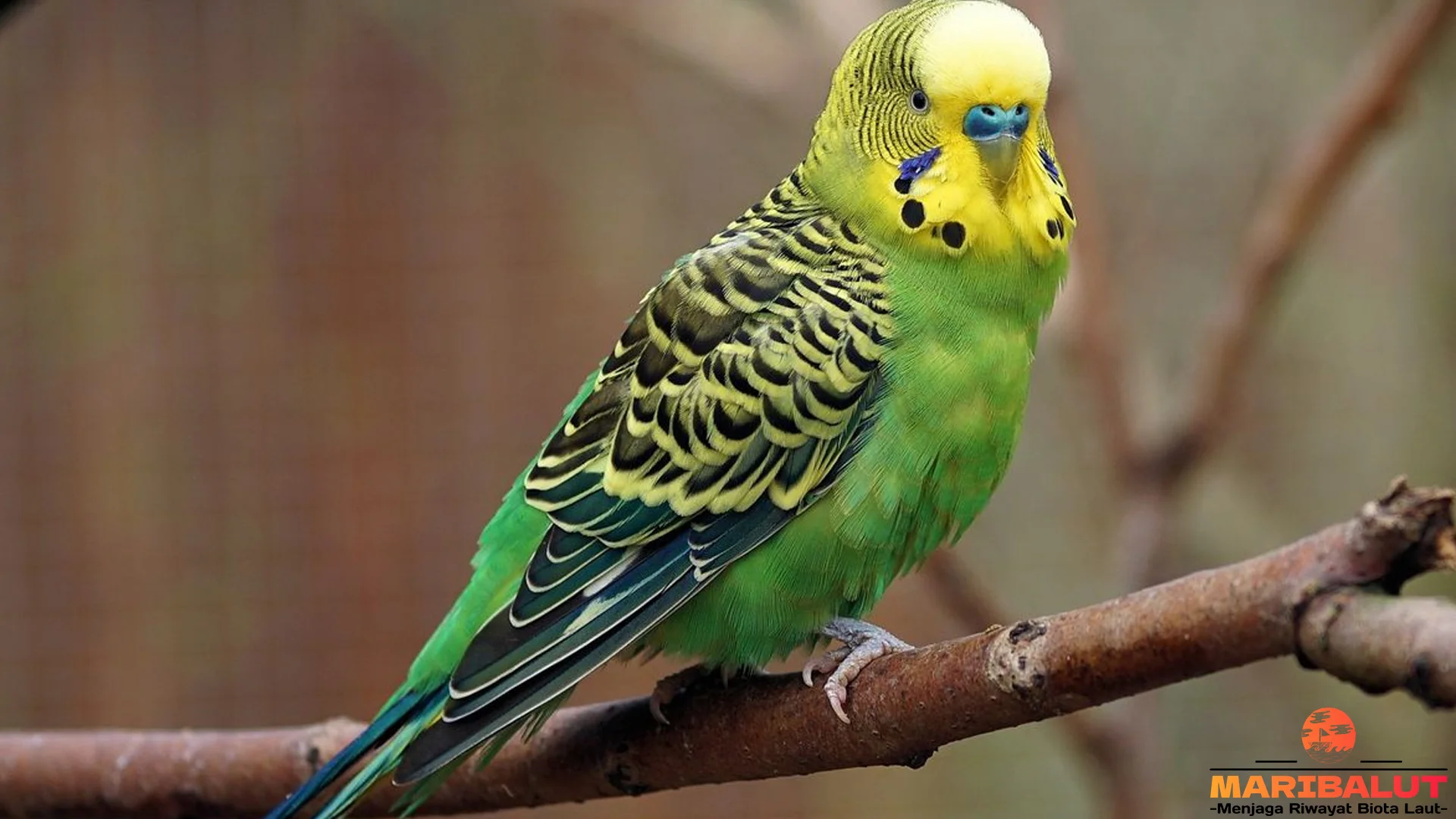 5 Keunikan Burung Parkit Yang Membuat Pecinta Satwa Terpesona