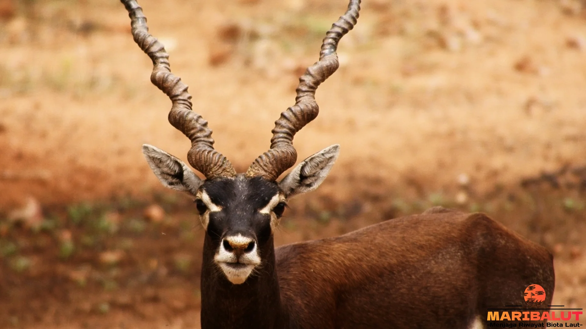 Hewan Antelop Memiliki 4 Keunikan Fisik Yang Membuatnya Istimewa