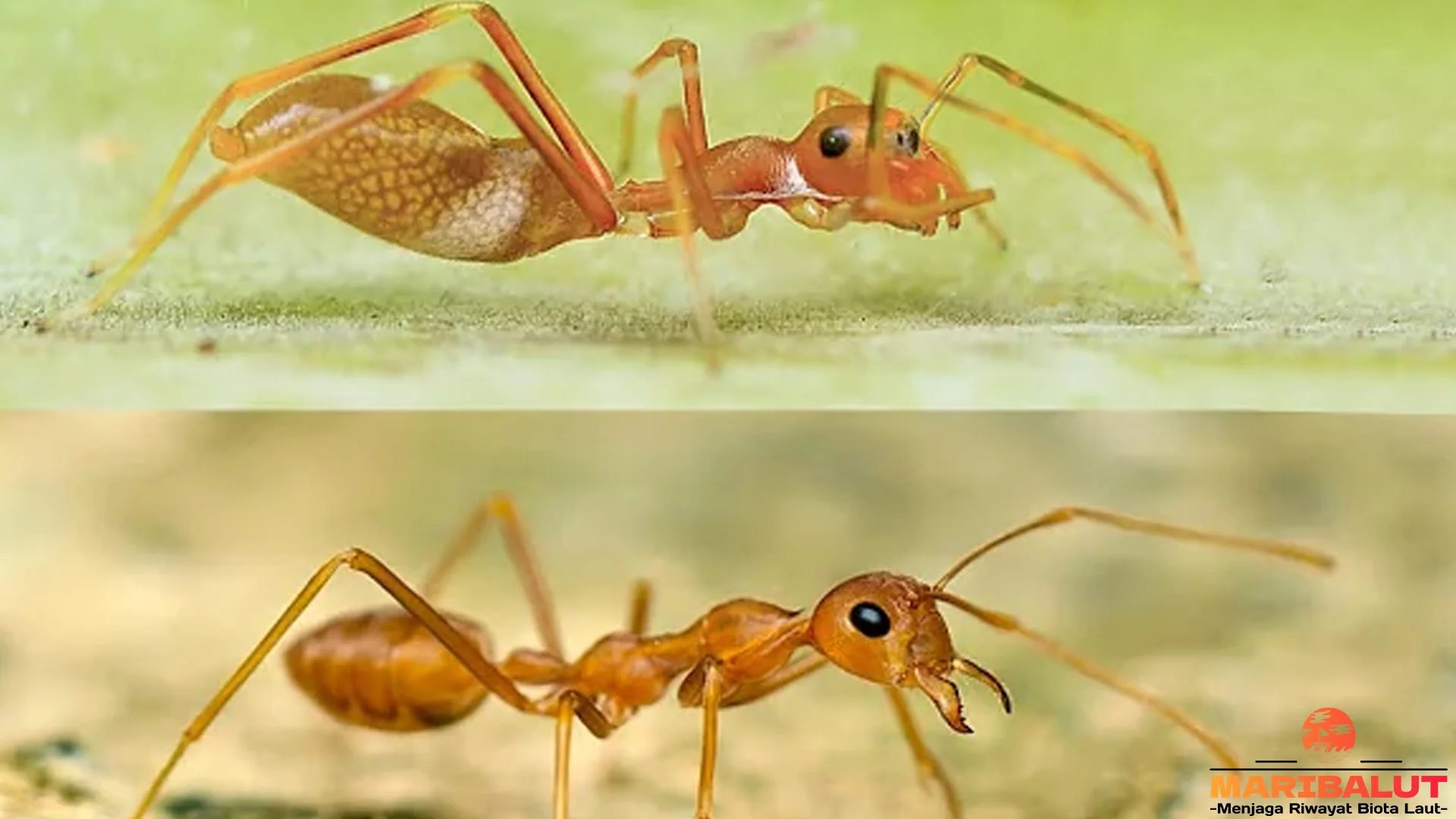 Hewan Kerengga 5 Cara Mereka Melindungi Sarang dari Predator