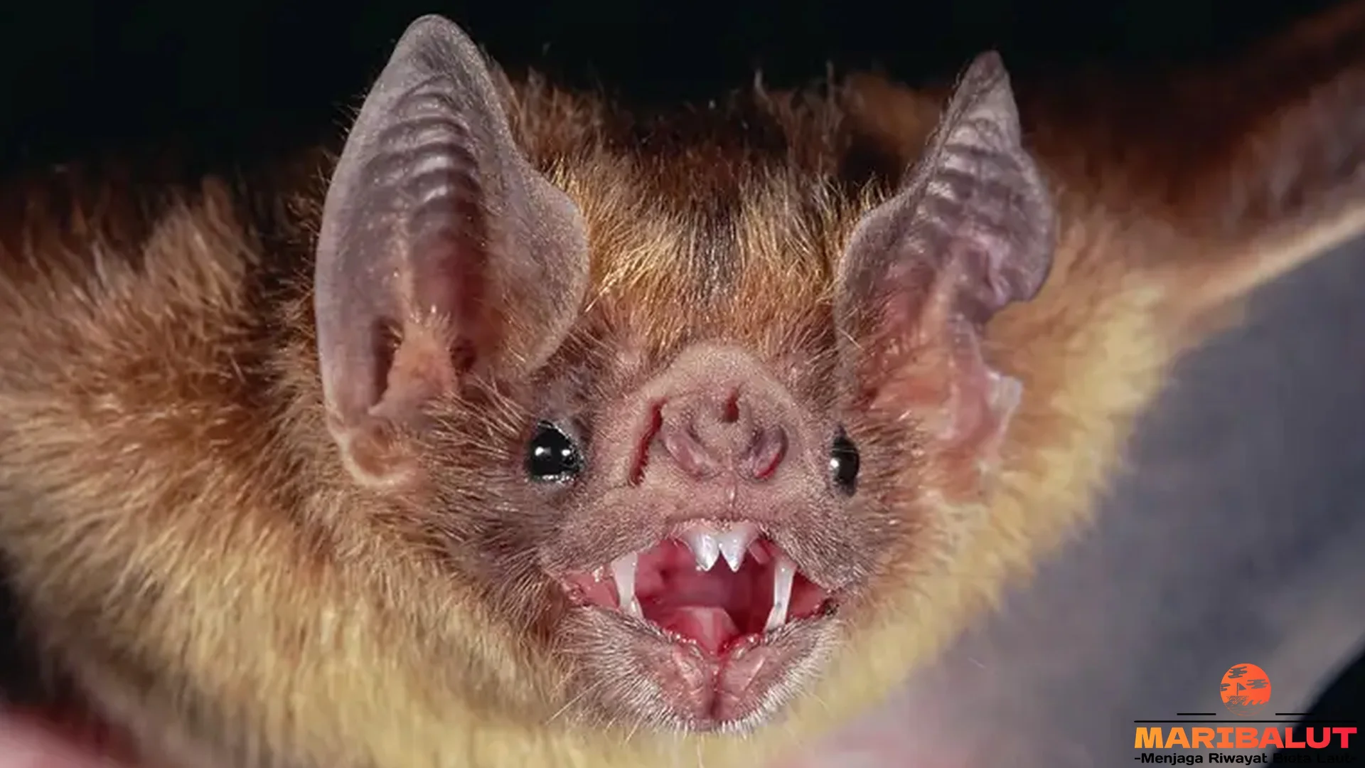 Hewan Kelelawar Punya 5 Kebiasaan Malam yang Menarik Diamati 2 Hewan Kelelawar Punya 5 Kebiasaan Malam yang Menarik Diamati