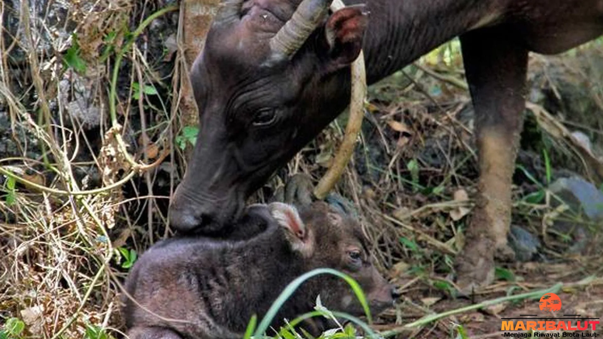 Keunikan Anoa 5 Warna Bulu Asli dan Ciri Fisik Membedakannya dari Banteng