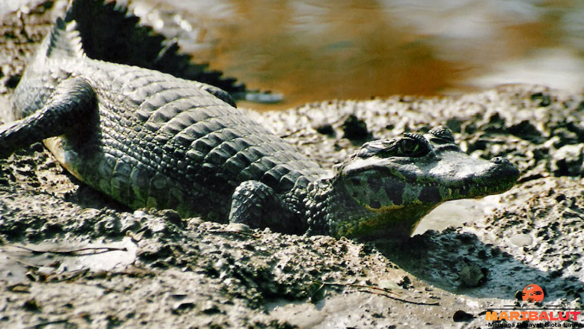 Hewan Kaiman 5 Perilaku Menarik yang Bisa Diamati di Alam Liar
