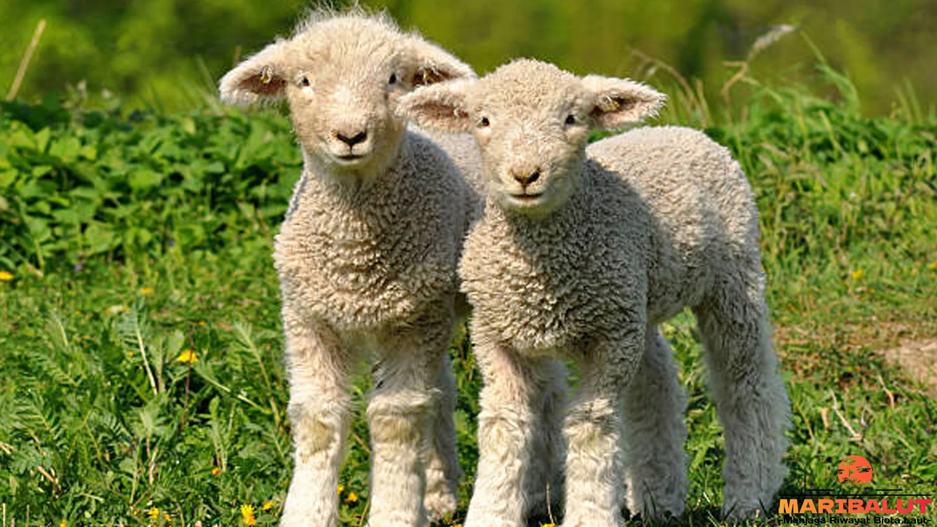 Perilaku Hewan Domba Terlihat Dari 5 Kebiasaan Alamiah yang Lucu