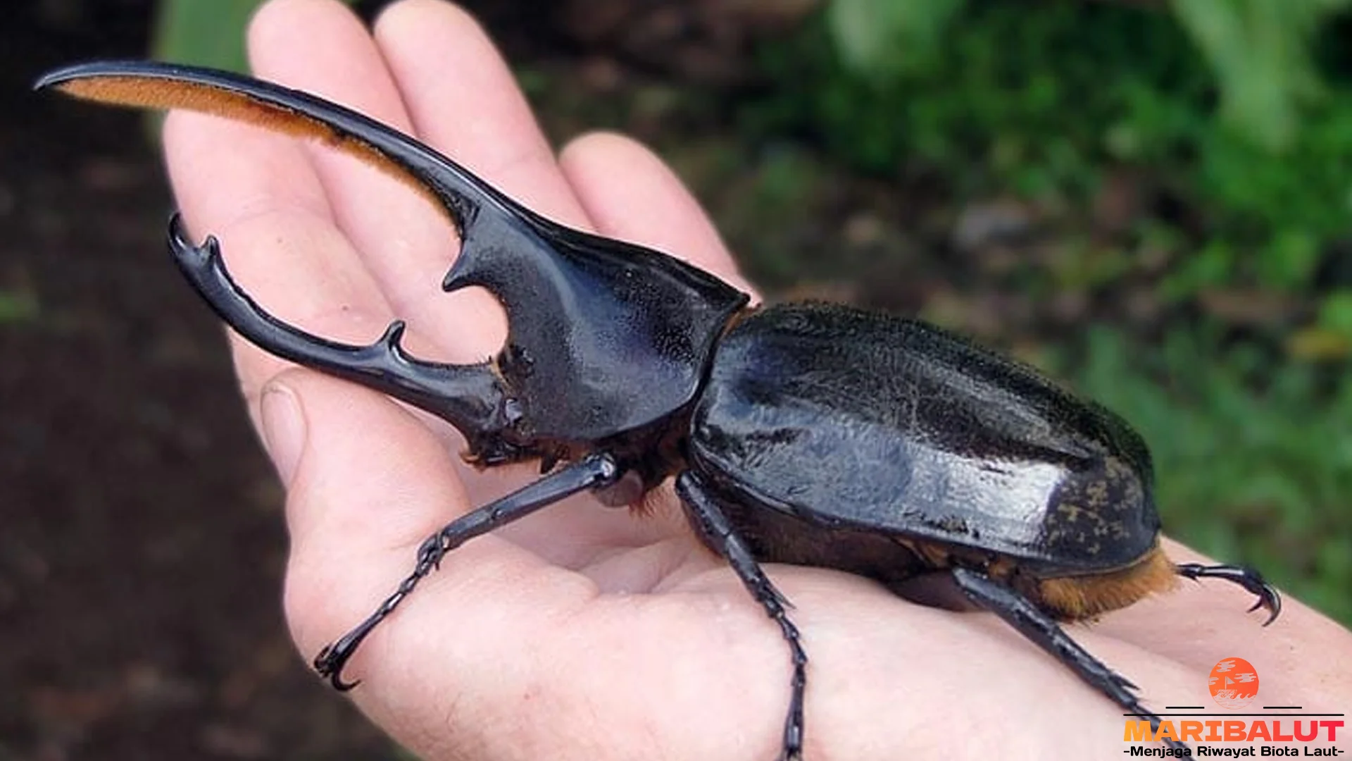 Perilaku Kumbang Dalam 5 Musim Berbeda di Habitat Aslinya