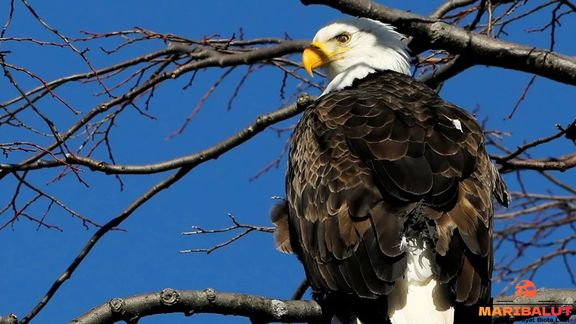 Elang Botak Tampilkan 5 Keunikan Yang Membuatnya Ikon Amerika