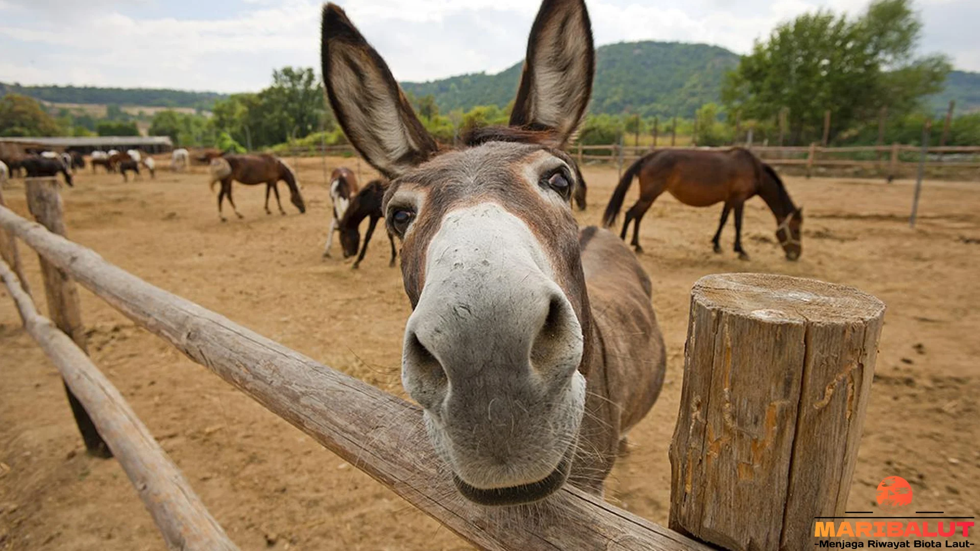 Mengungkap Rahasia Keledai 5 Perilaku Unik Yang Jarang Disadari