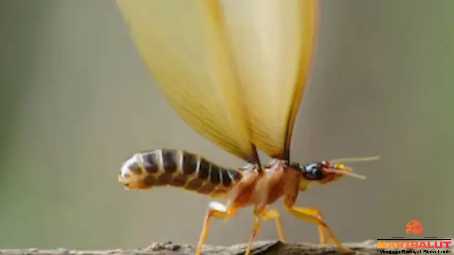 Laron 4 dan Peranannya dalam Ekosistem Meski Sering Menjadi Hama Rumah