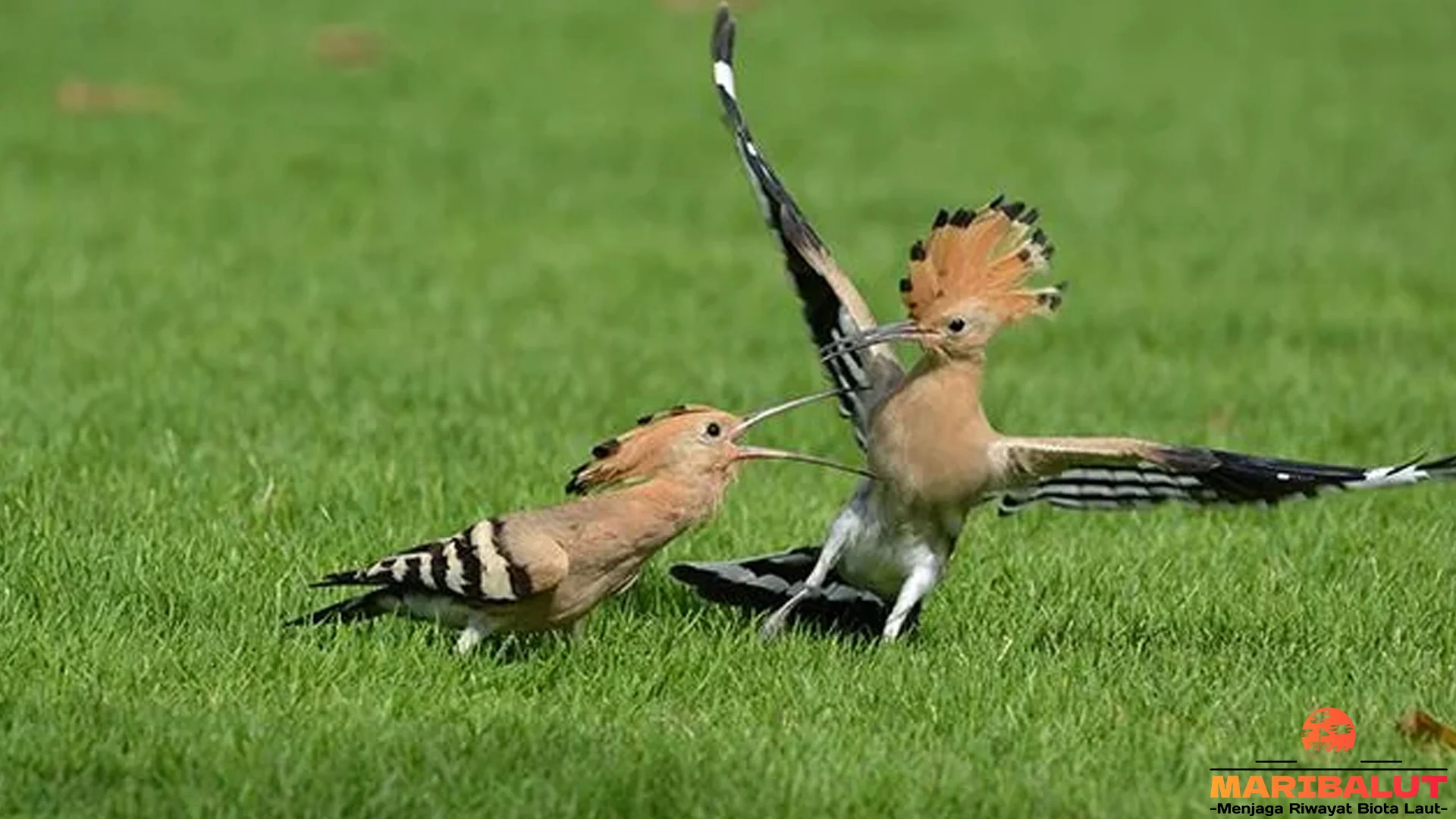 Hudhud Eurasia Langka 5 Bukti Penting Tentang Populasinya Saat Ini