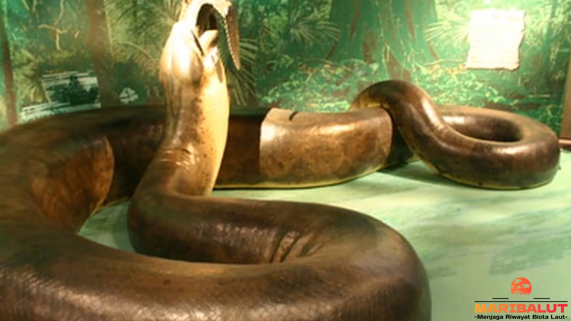 5 Bukti Titanoboa Jadi Ular Purba Paling Mempesona Dunia 2 5 Bukti Titanoboa Jadi Ular Purba Paling Mempesona Dunia