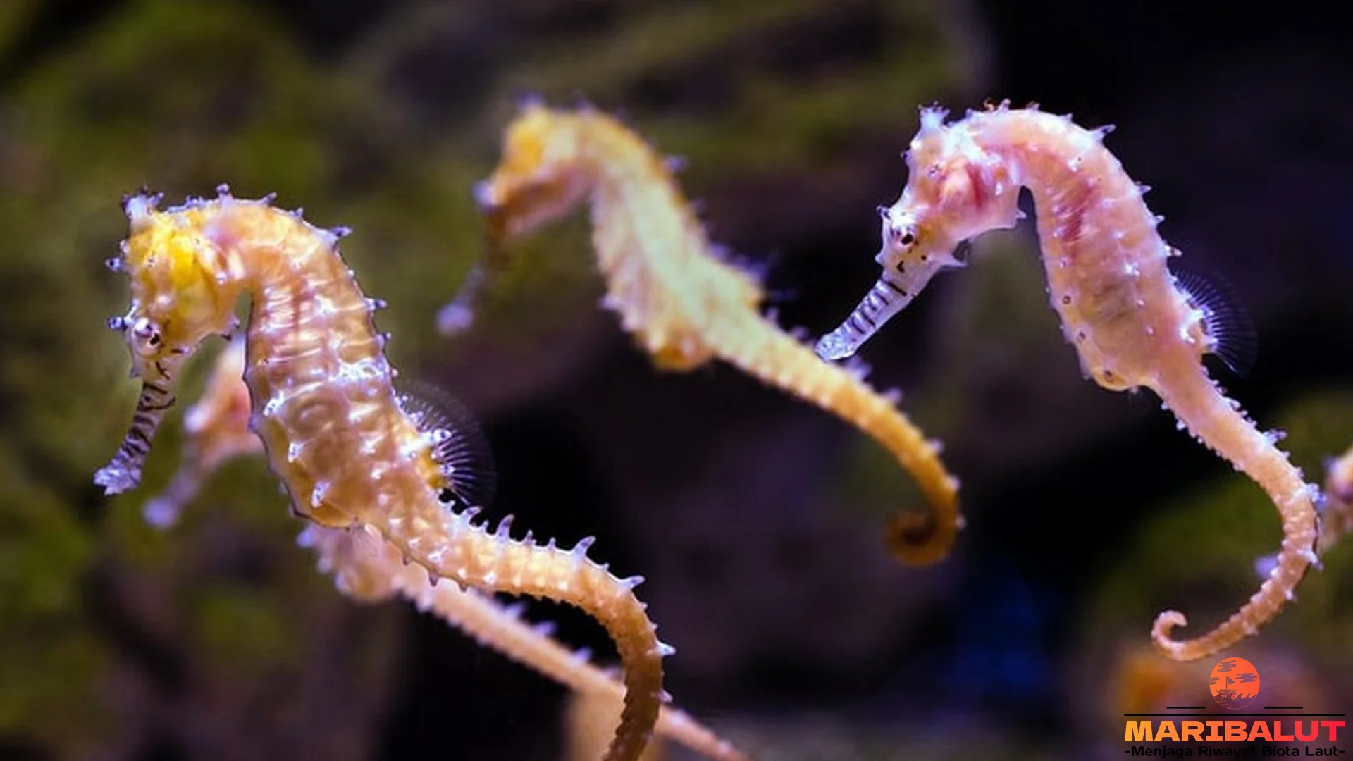 Hewan Kuda Laut Memiliki 5 Adaptasi Mencengangkan Untuk Hidup 2 Hewan Kuda Laut Memiliki 5 Adaptasi Mencengangkan Untuk Hidup