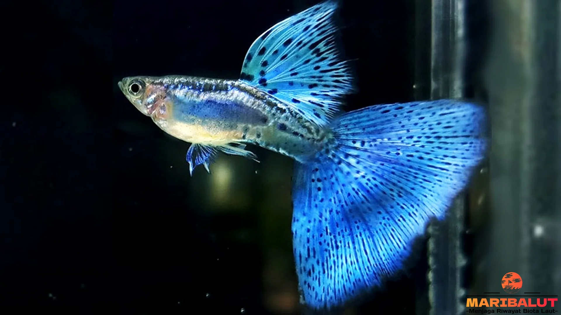 Ikan Gupi 5 Perbedaan Jantan Dan Betina Yang Harus Diketahui