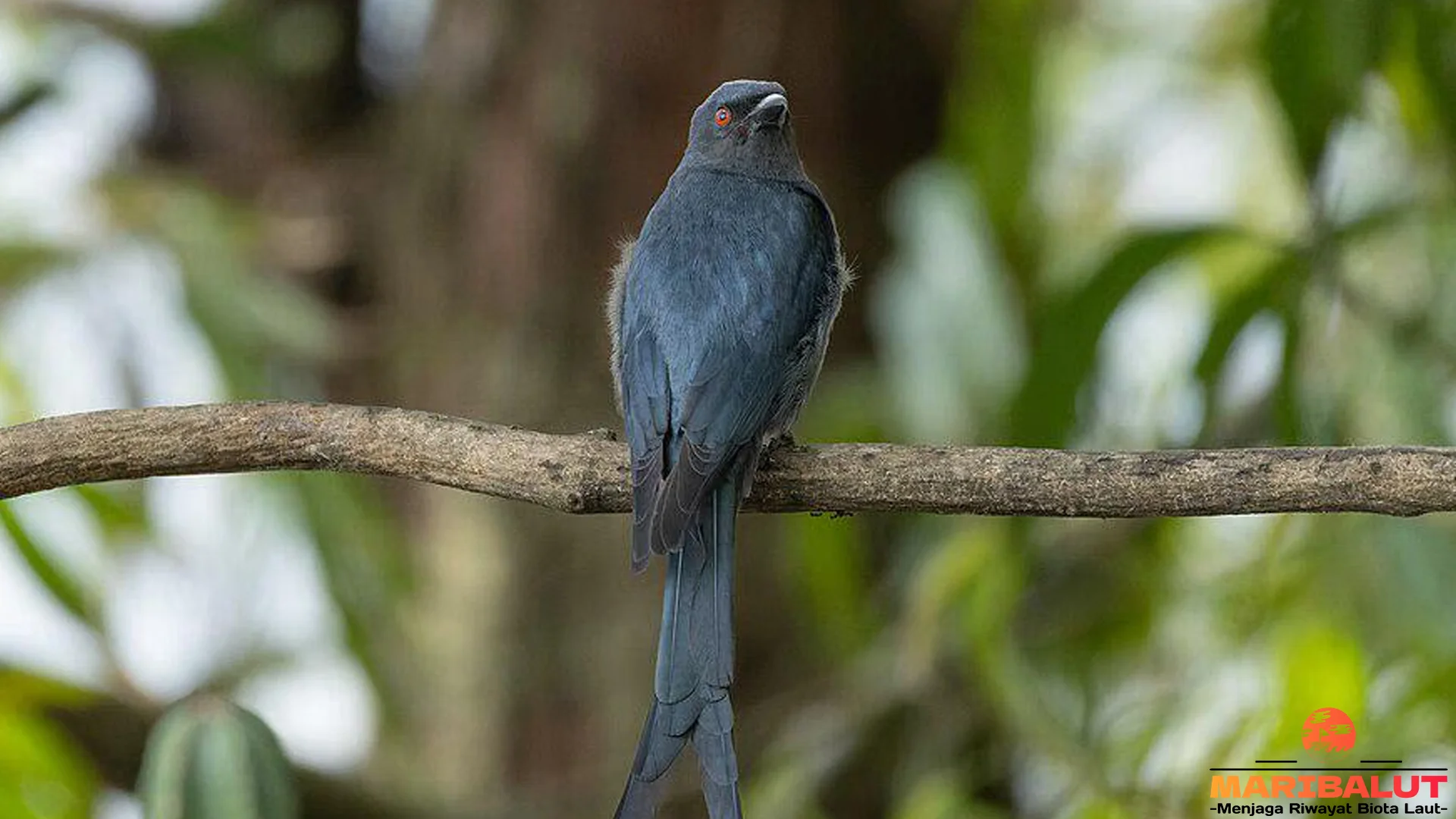 Hewan Srigunting Kelabu Punya 5 Karakteristik Menarik Perlu Diketahui 4 Hewan Srigunting Kelabu Punya 5 Karakteristik Menarik Perlu Diketahui