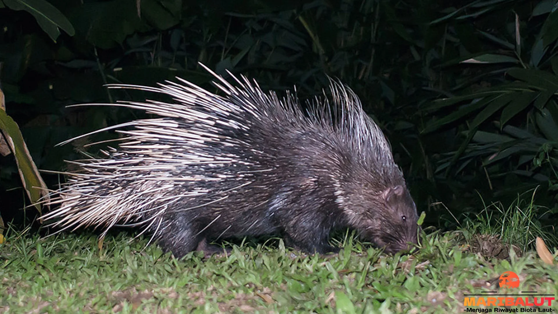 5 Interaksi Landak Dengan Lingkungan Yang Membuat Mereka Adaptif