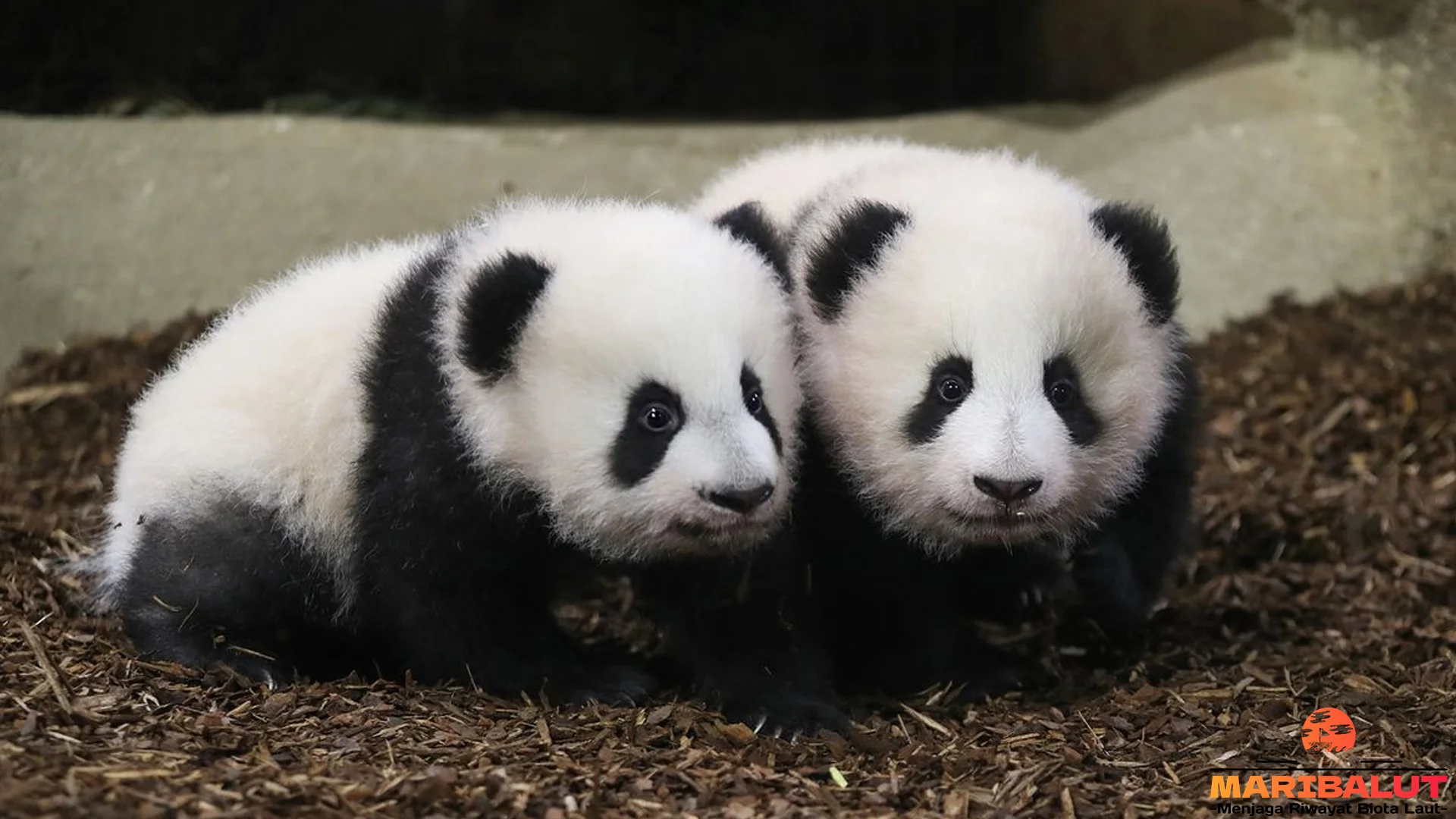 Bukti Hewan Panda 4 Keunikan Tubuh dan Gerakannya di Alam Liar