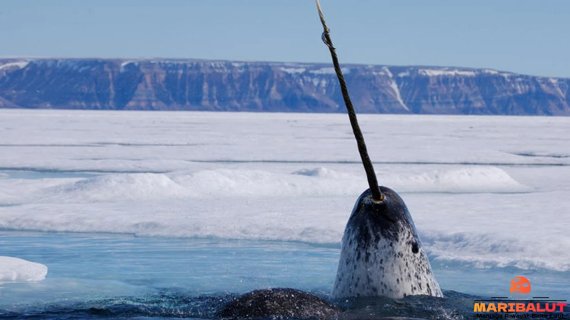 5 Hal Menarik Tentang Paus Bertanduk Yang Perlu Diketahui Semua 4 5 Hal Menarik Tentang Paus Bertanduk Yang Perlu Diketahui Semua