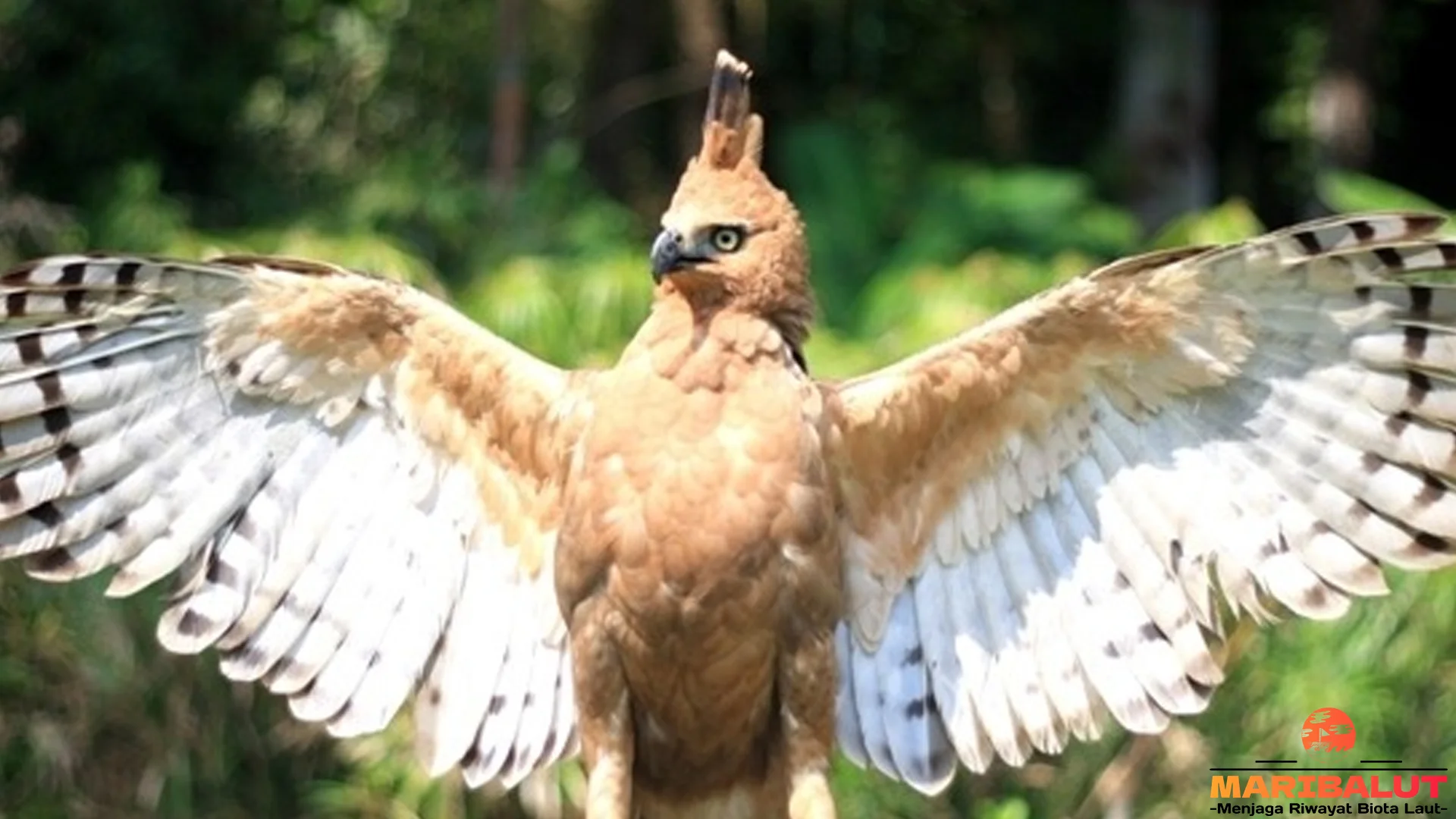 Elang Jawa 4 Fakta Penting Tentang Evolusi dan Jenis Elang di Nusantara