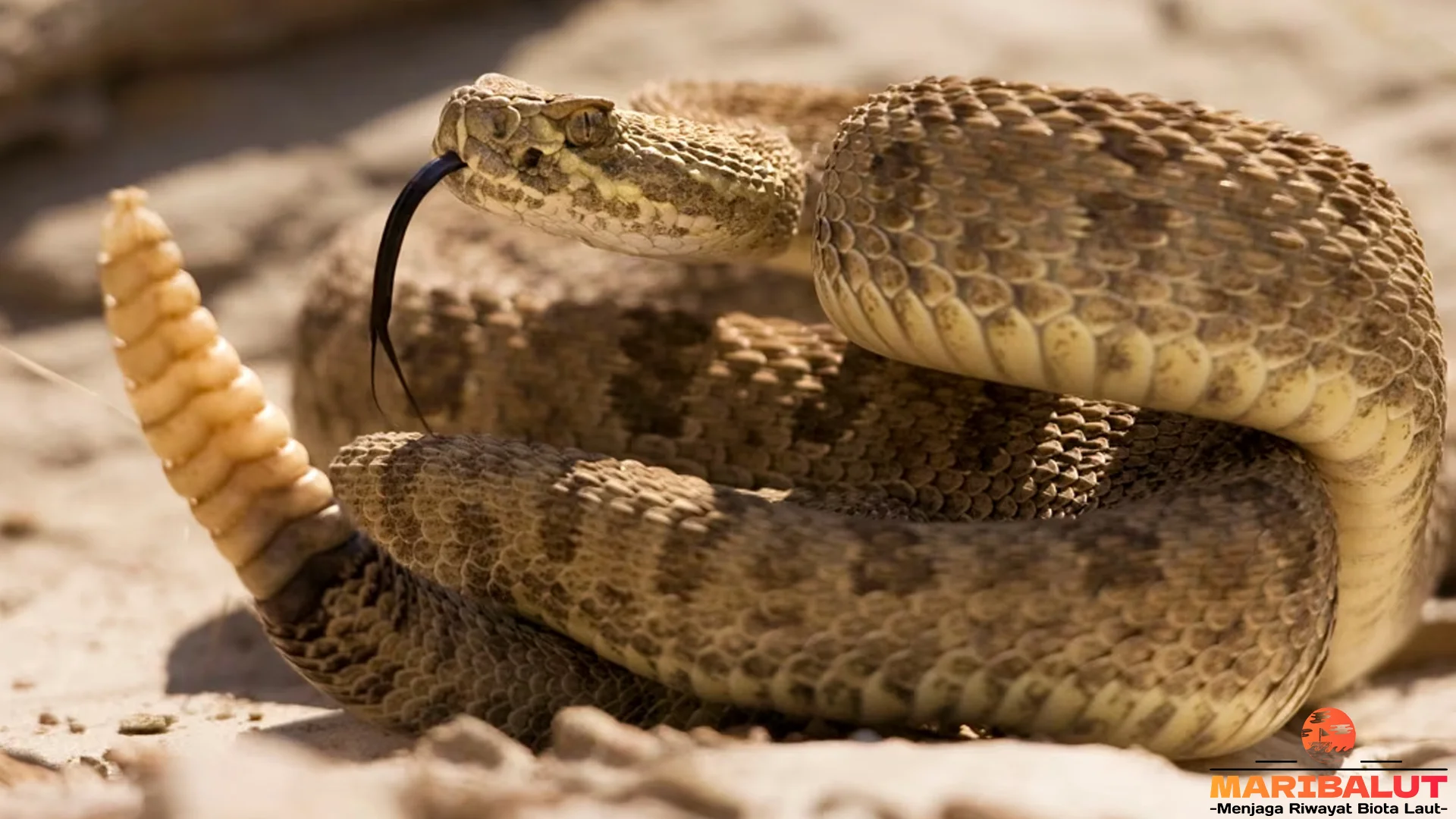 Eksplorasi Ular Derik dan 5 Hal Menarik dari Kehidupan Alam Liar 2 Eksplorasi Ular Derik dan 5 Hal Menarik dari Kehidupan Alam Liar