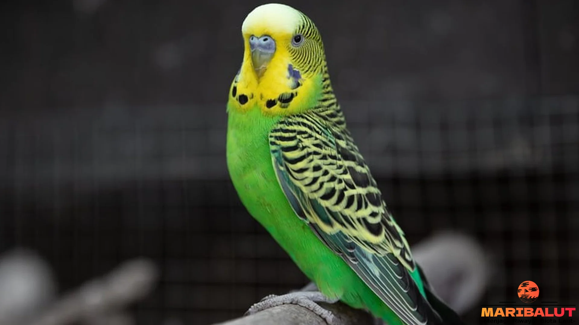 5 Keunikan Burung Parkit Yang Membuat Pecinta Satwa Terpesona