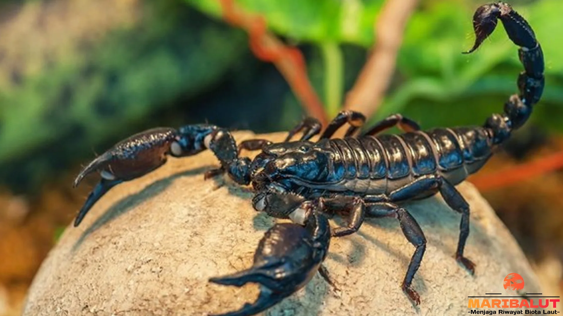 5 Langkah Kalajengking Bertahan di Lingkungan yang Ekstrem