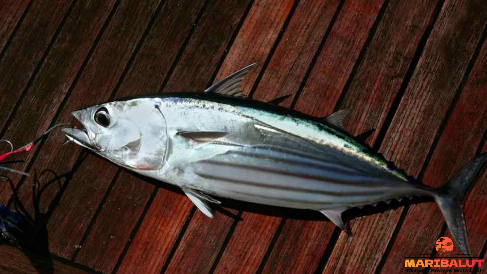 5 Bukti Hewan Ikan Cakalang yang Membuat Peneliti Terpesona