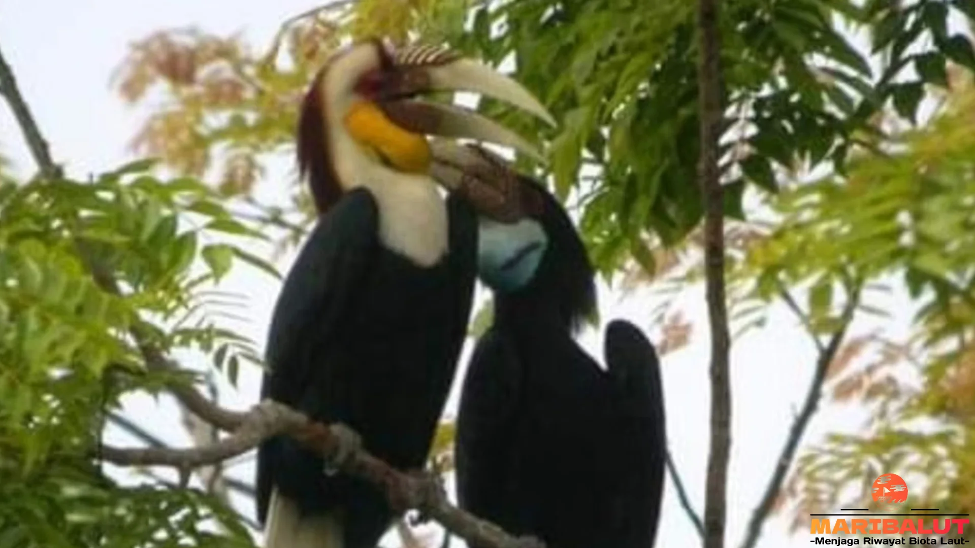 Hewan Burung Julang Emas Ungkap 5 Cara Hidup Menarik