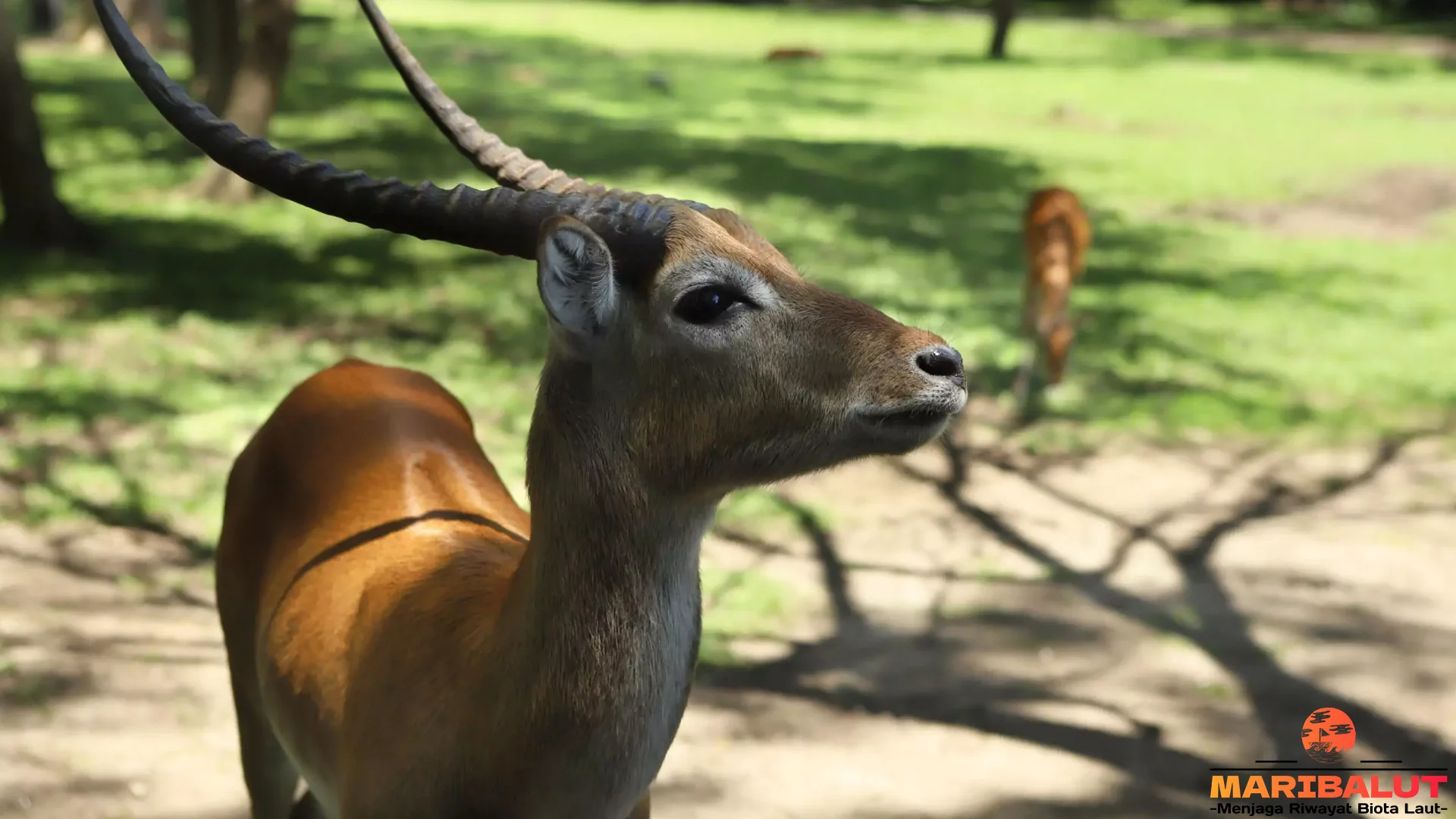 Hewan Antelop Memiliki 4 Keunikan Fisik Yang Membuatnya Istimewa