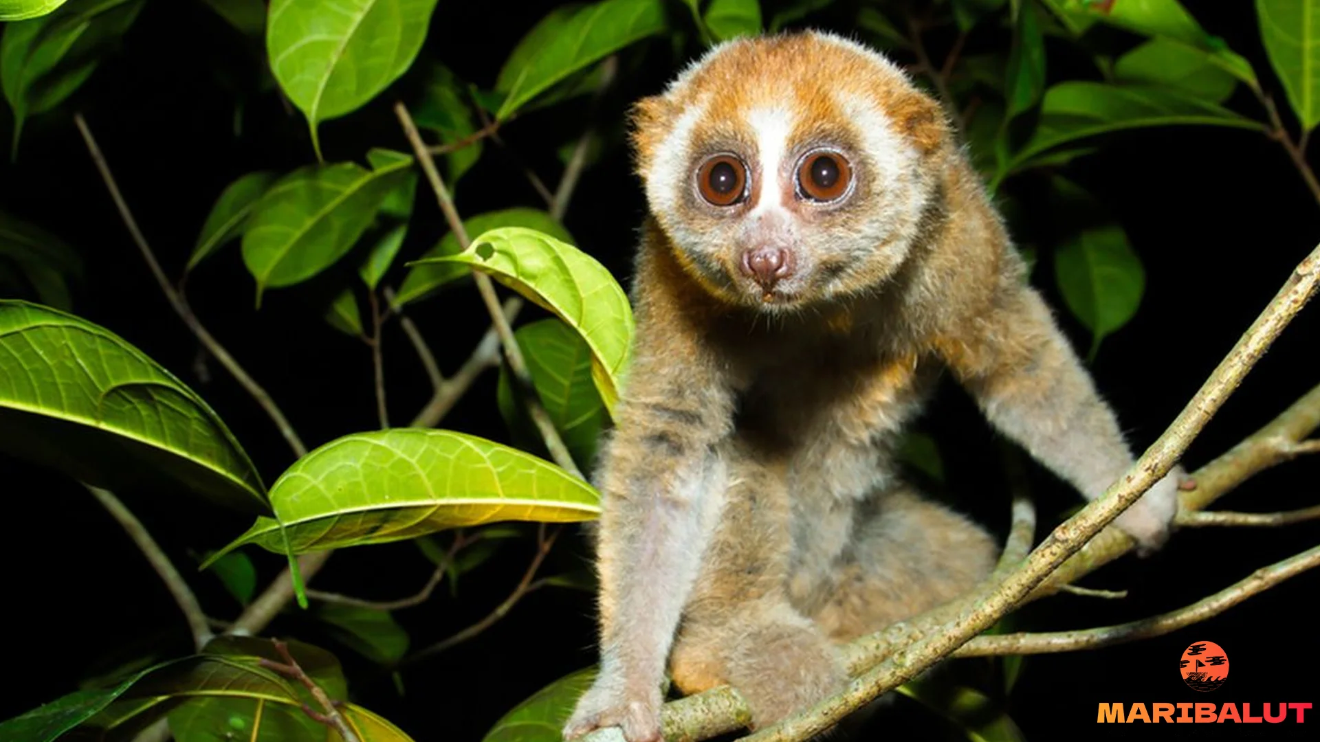 5 Habitat Hewan Kukang Yang Membuat Satwa Ini Tetap Lestari