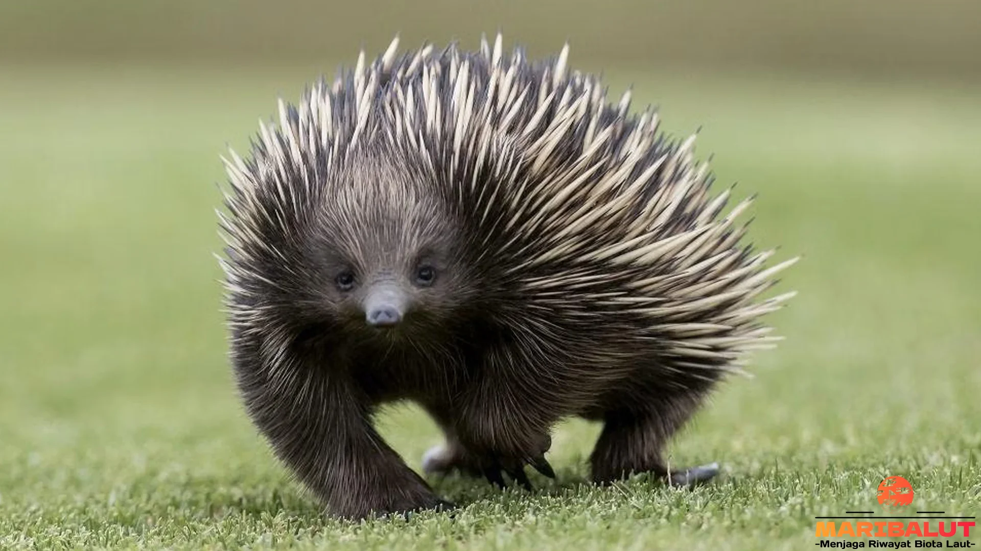 Nokdiak 4 Karakteristik Menarik Yang Membuat Hewan Ini Istimewa 2 Nokdiak 4 Karakteristik Menarik Yang Membuat Hewan Ini Istimewa