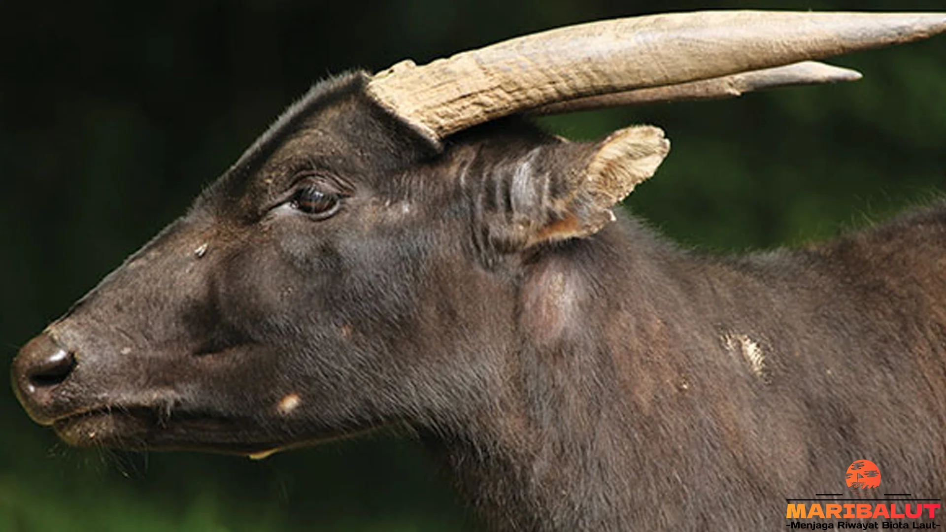 Keunikan Anoa 5 Warna Bulu Asli dan Ciri Fisik Membedakannya dari Banteng
