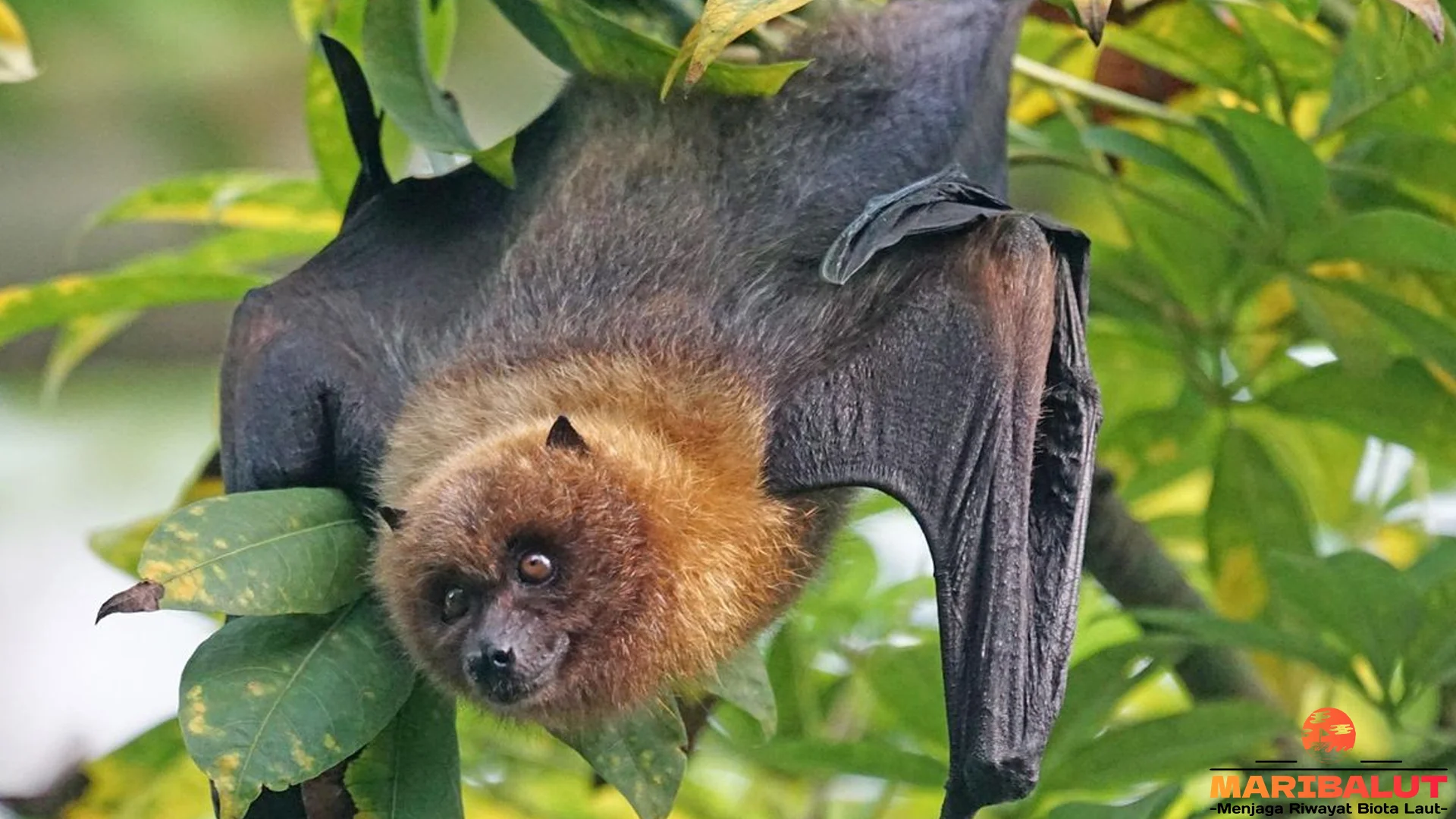 Hewan Kelelawar Punya 5 Kebiasaan Malam yang Menarik Diamati