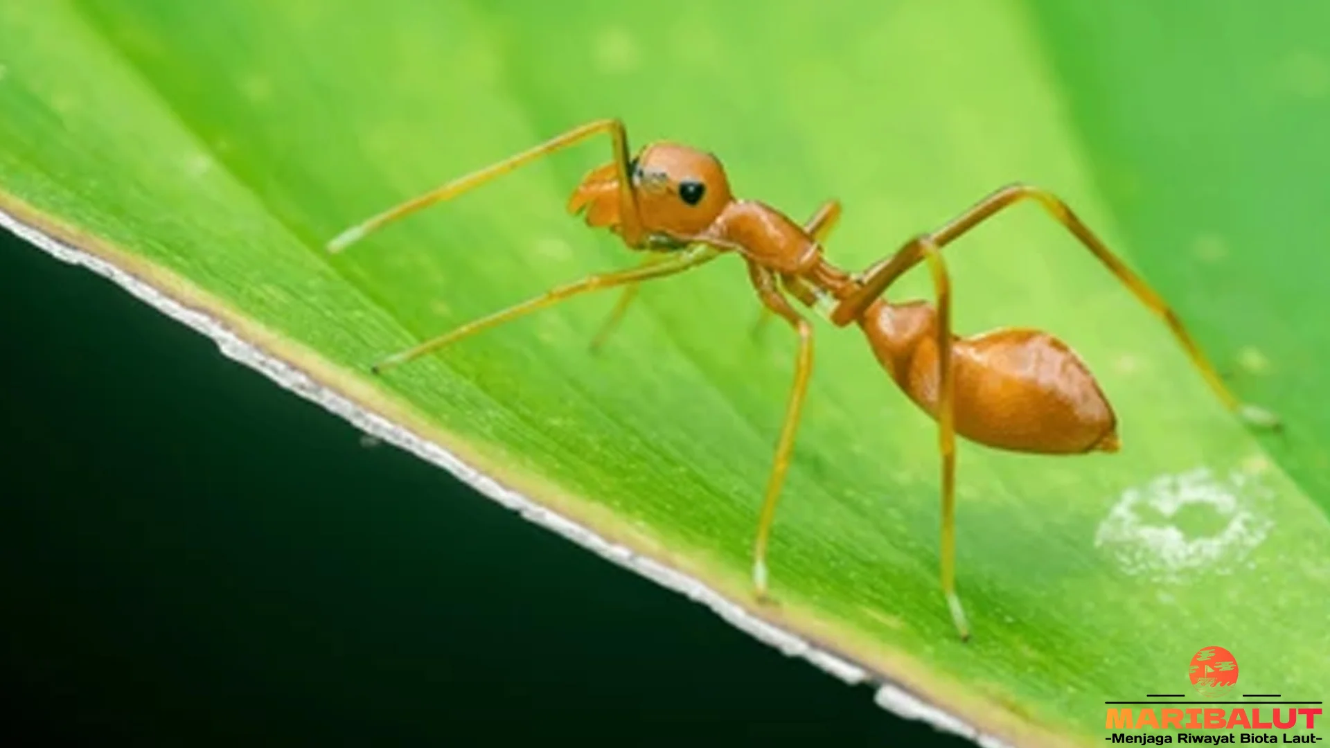 Hewan Kerengga 5 Cara Mereka Melindungi Sarang dari Predator