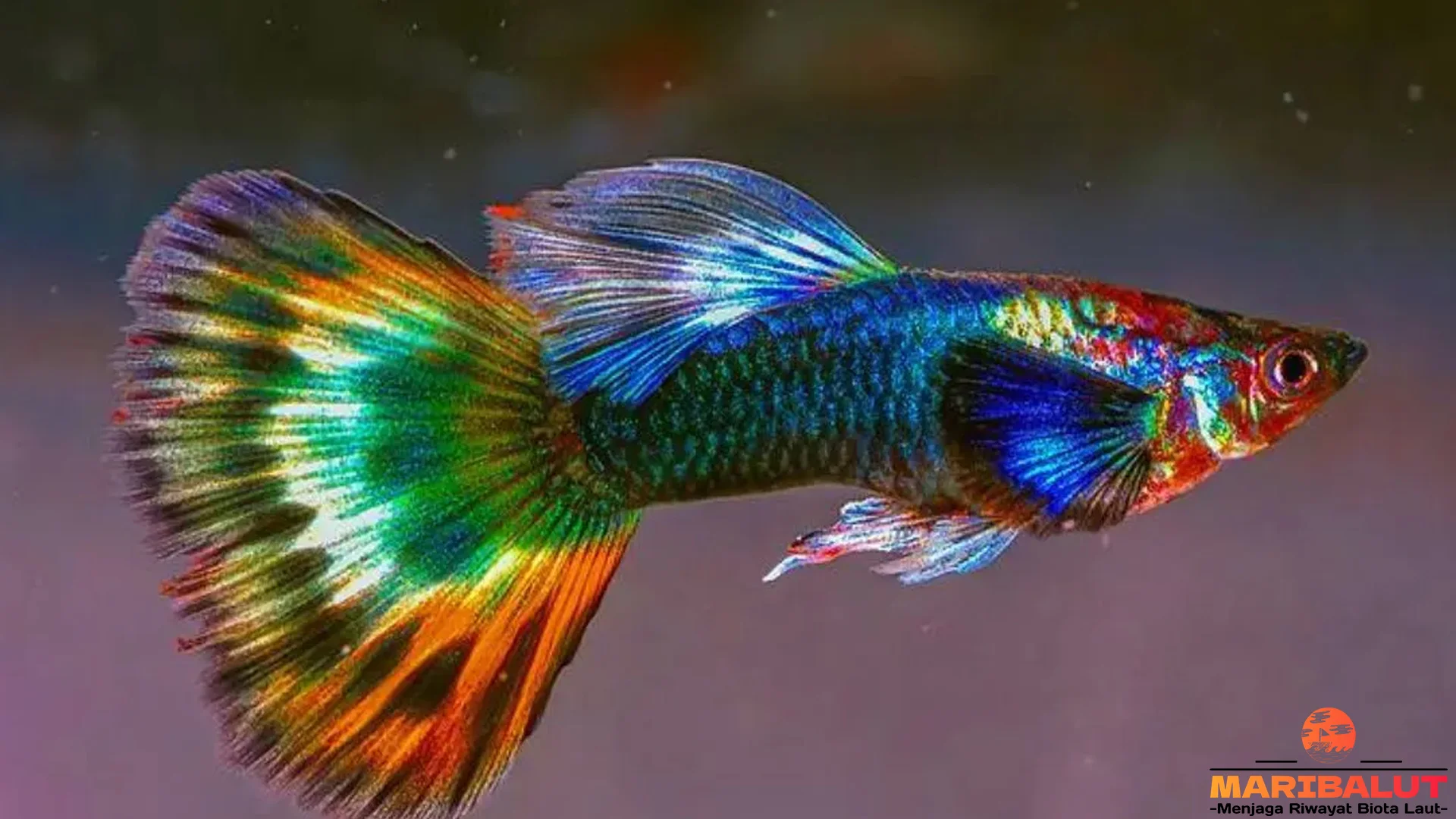 Ikan Gupi 5 Perbedaan Jantan Dan Betina Yang Harus Diketahui