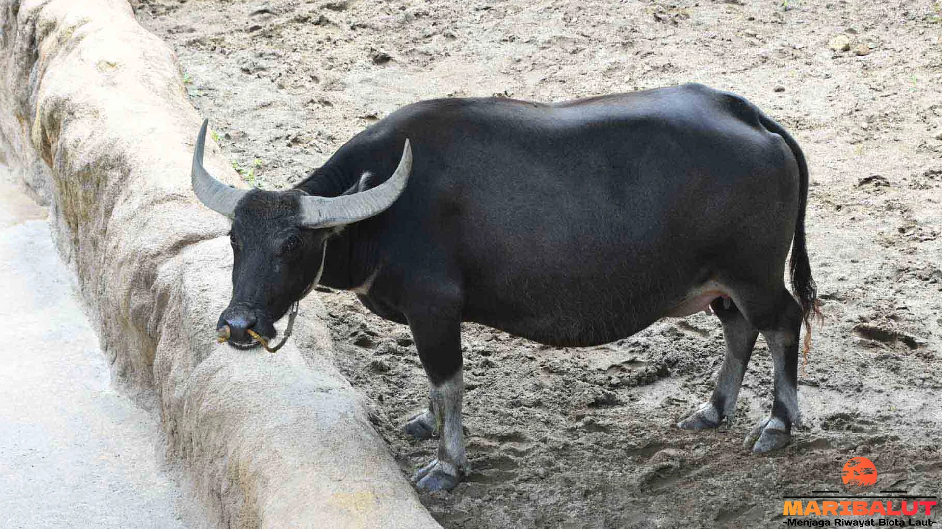 Hewan Kerbau 4 Kulit Tebal Asli Tahan Gigitan Serangga
