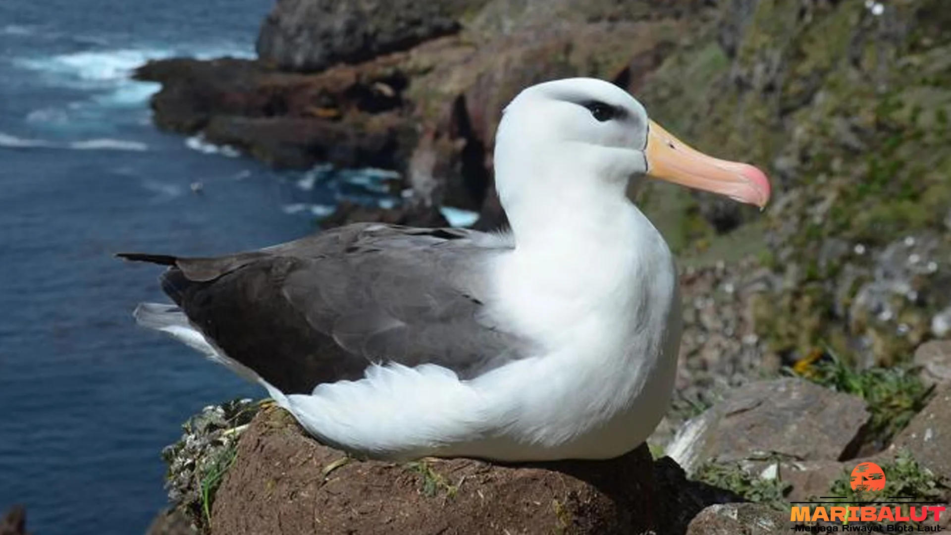 Keunikan Albatros Hitam 4 Bulu Coklat Gelap Menyatu Kabut