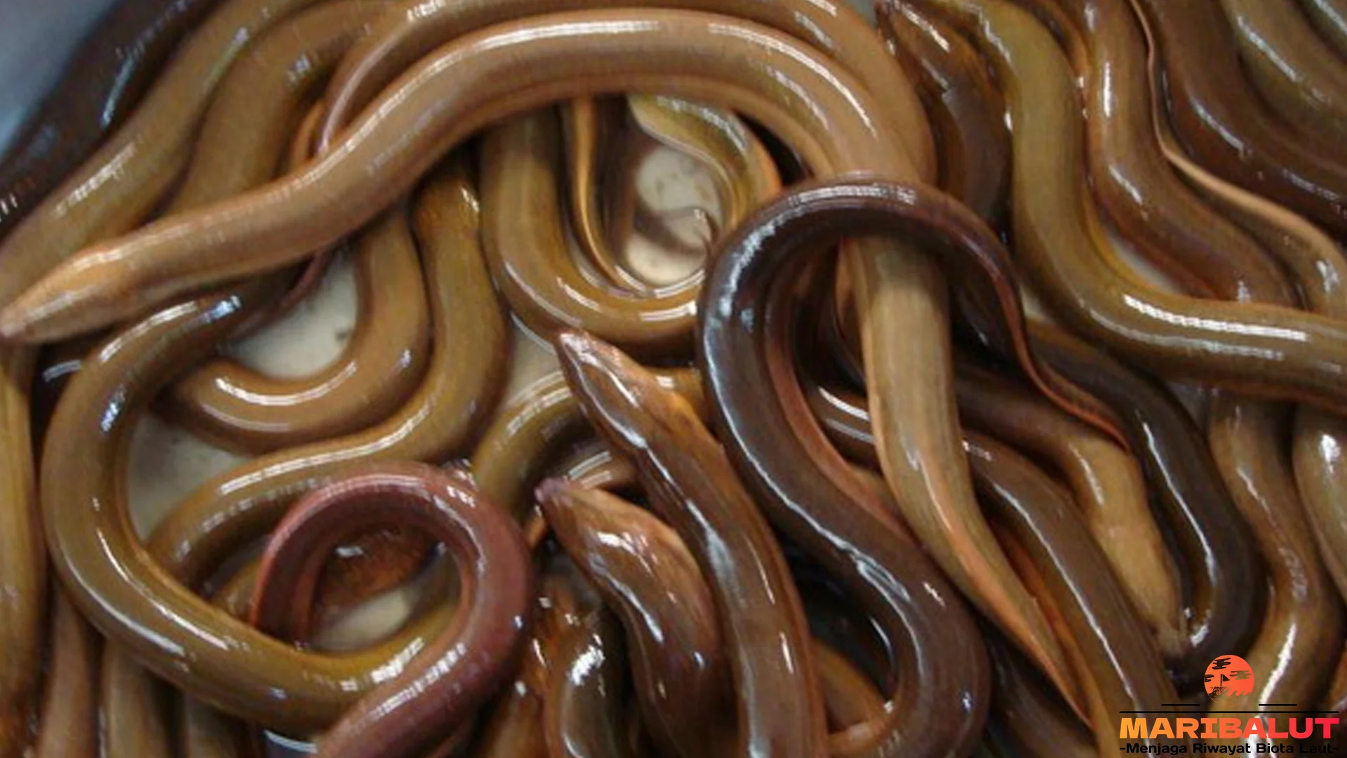 Belut 4 Perilaku Menarik Yang Jarang Diketahui Pecinta Hewan