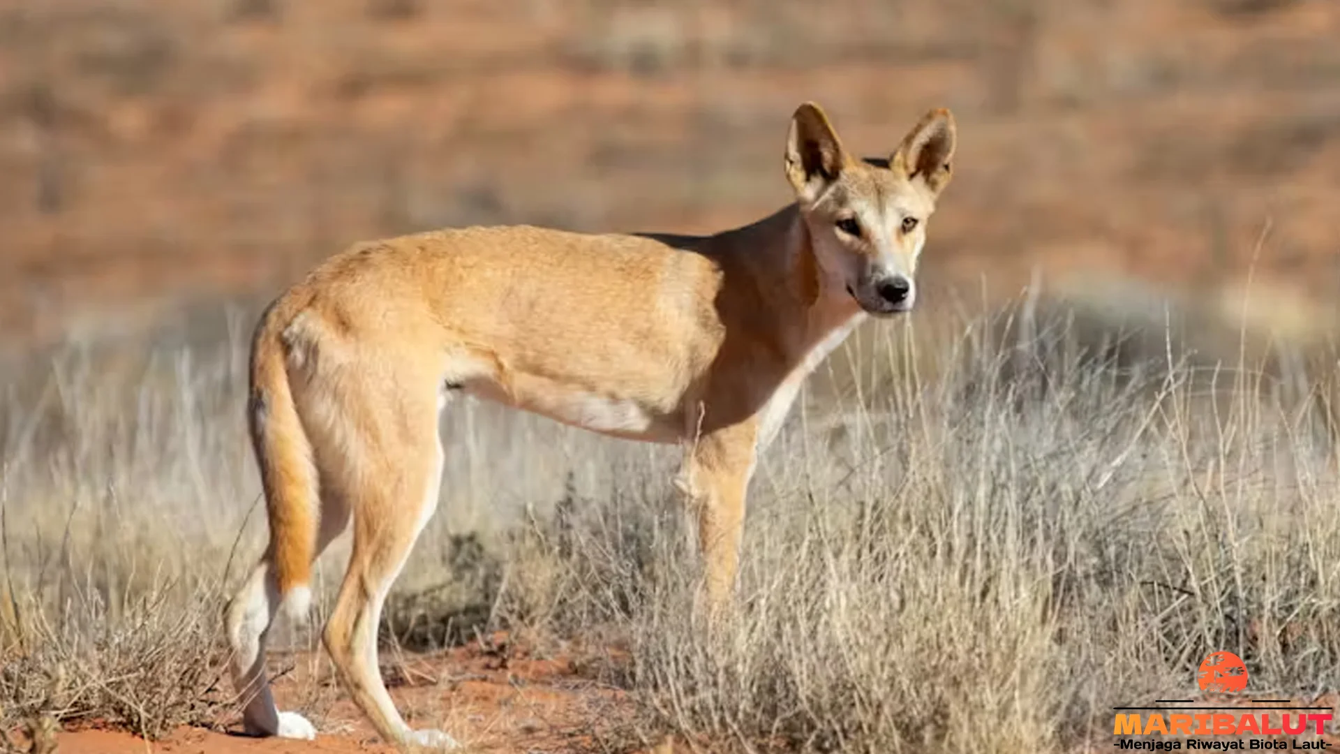 Dingo 2 Spesies yang Terancam Langka Karena Kawin Silang