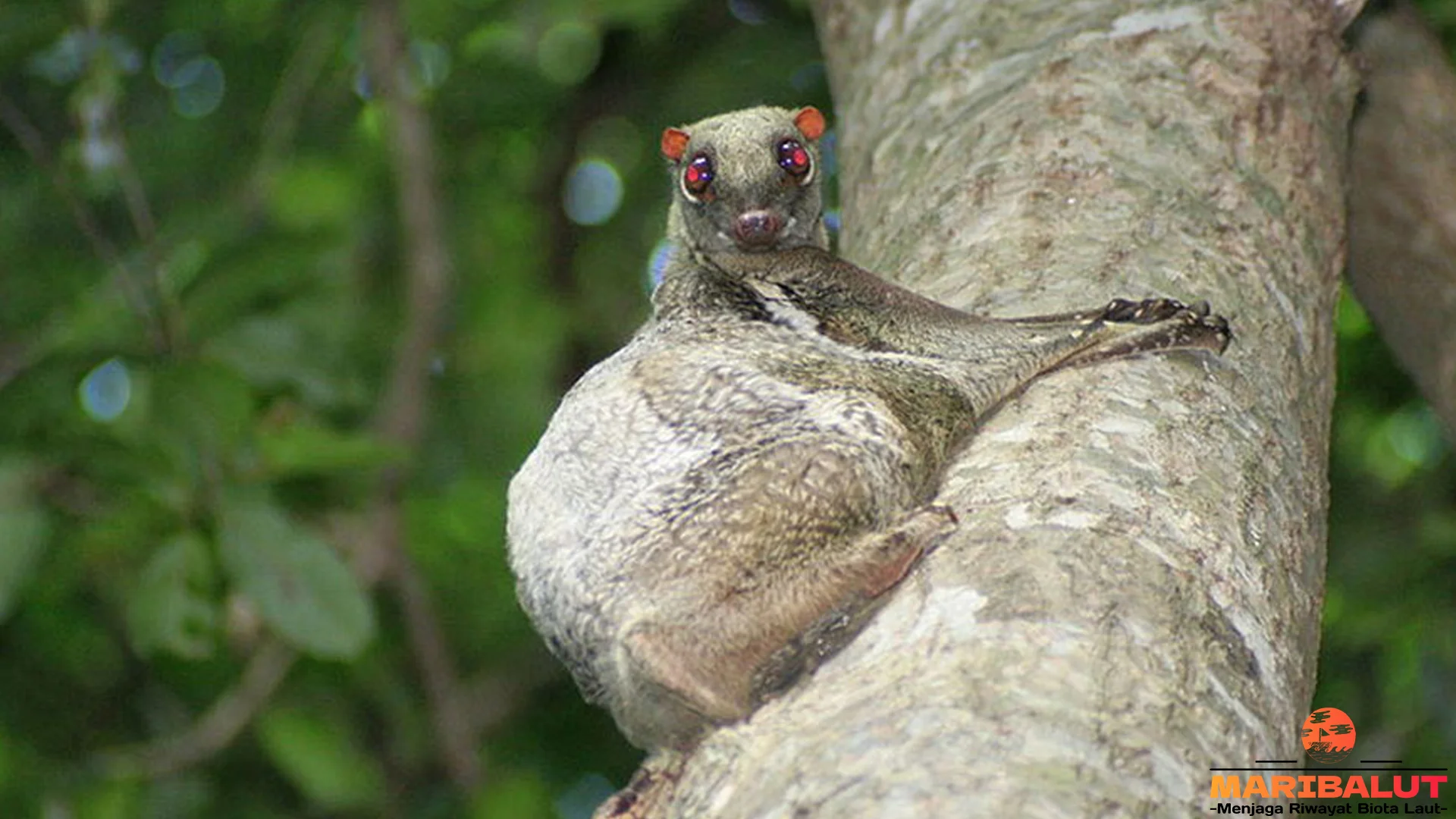 Kubung Punya 5 Kemampuan Megah yang Mirip Tupai Terbang