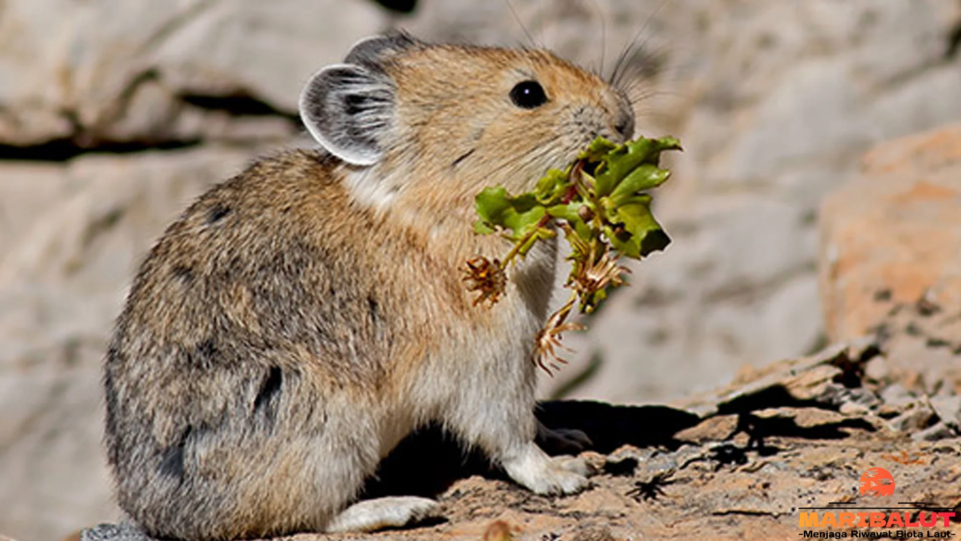 Pika Dengan 5 Keunikan Yang Membuat Hewan Ini Istimewa